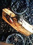 kabuto2.jpg